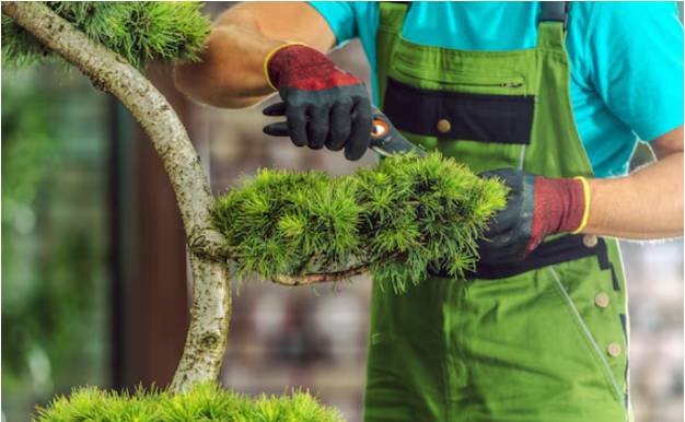 How Tree Trimming Services Can Enhance Your Landscape’s Appearance ...
